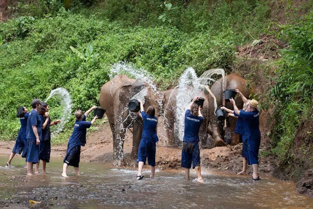 Volunteer to take care of elephants in Thailand