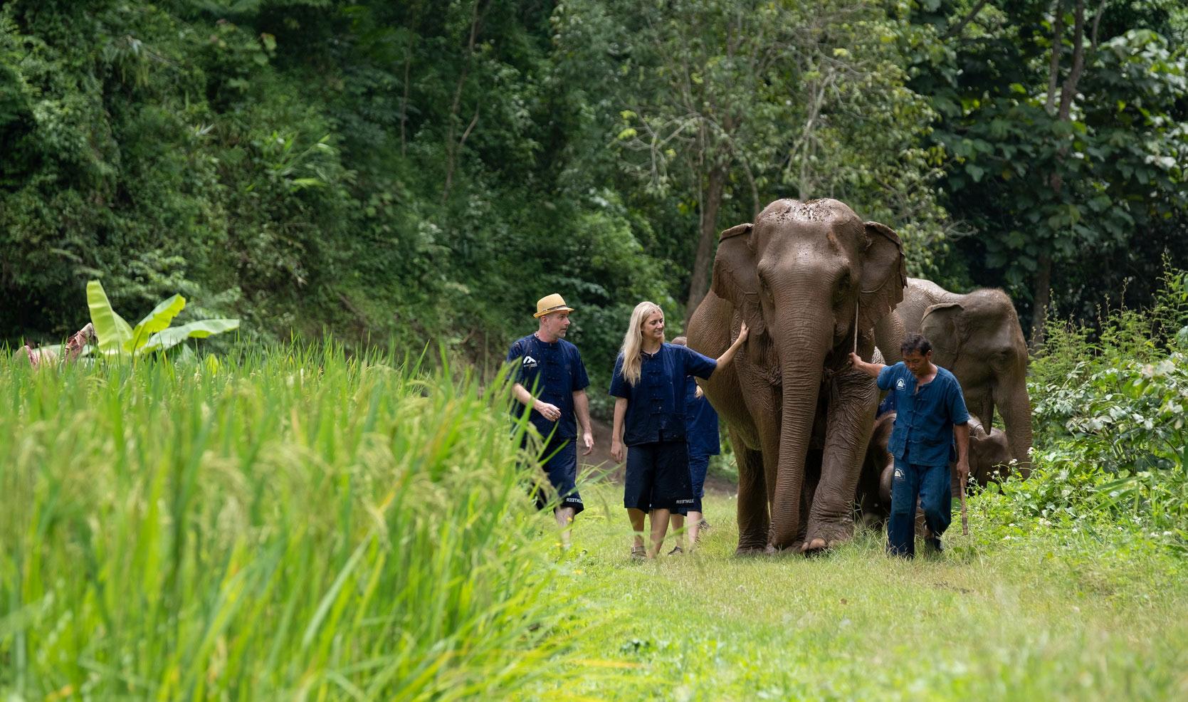 Elephant Camp Volunteer Program in Chiang Mai